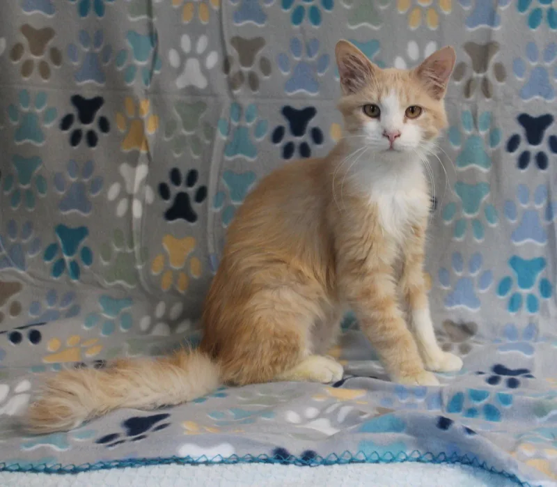 Cheeto thumbnail 2