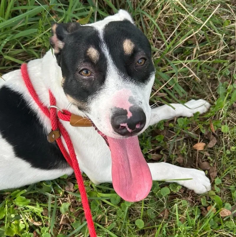 Looking For Owner