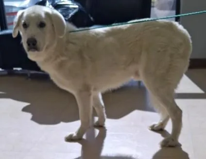 A young large-sized male Great Pyrenees dog named Kinto for adoption in Killeen, TX