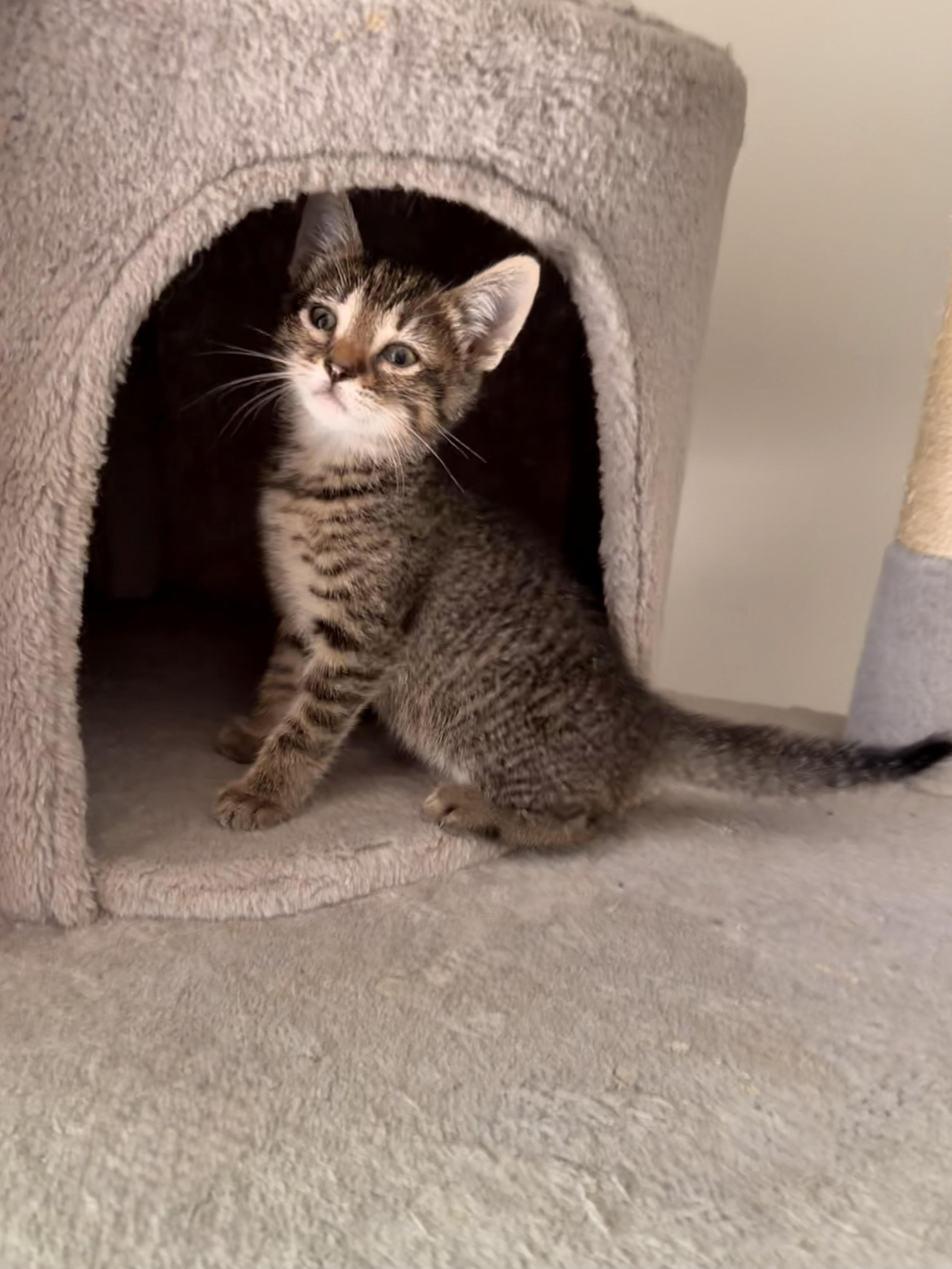A baby small-sized female Domestic Short Hair cat named Jane for adoption in Winder, GA