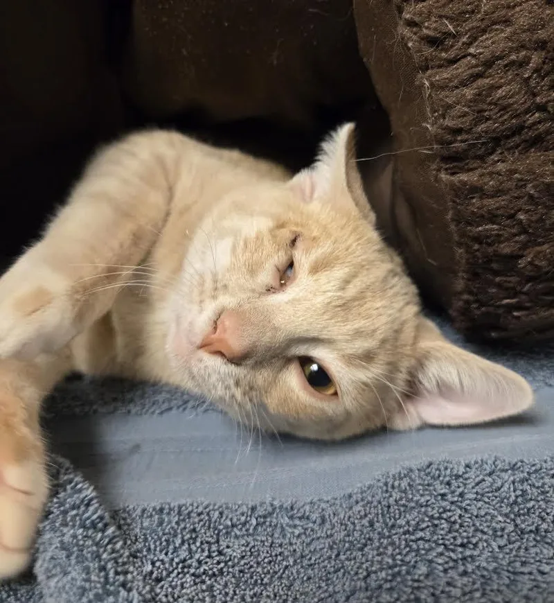 Blondie And Talouse thumbnail 2