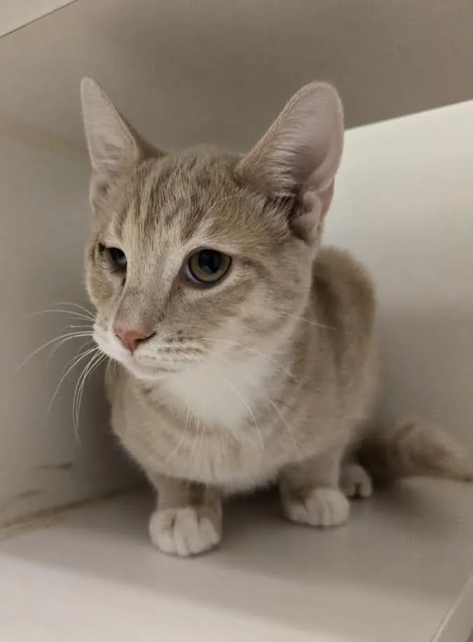 Blondie And Talouse thumbnail 3