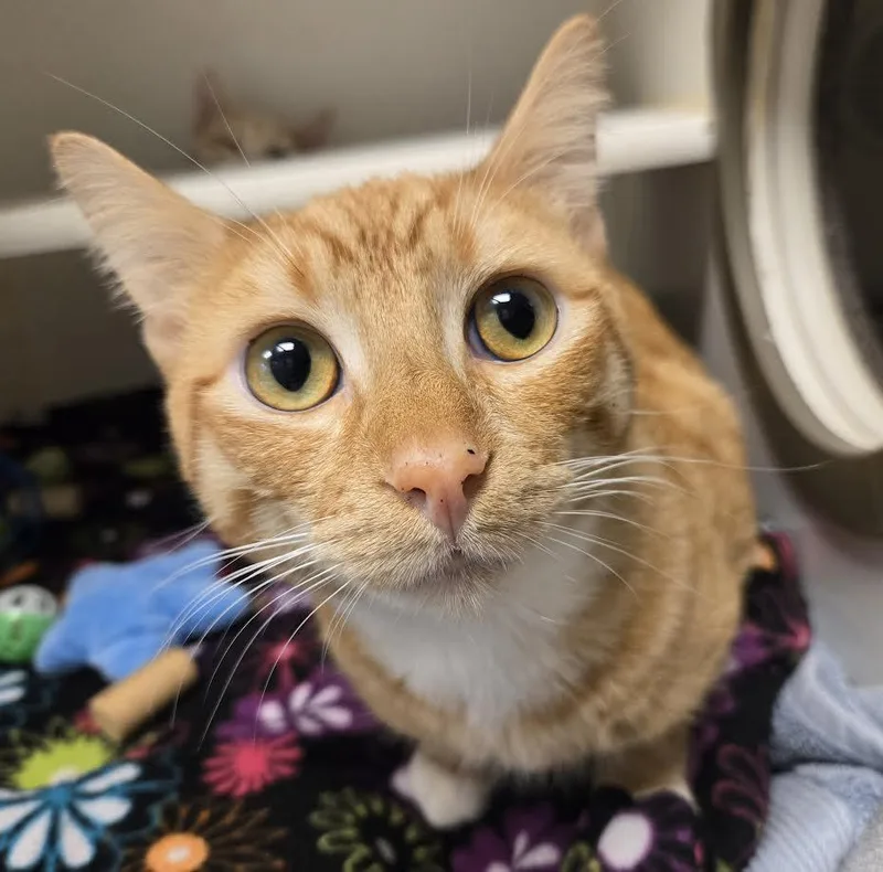 Blondie And Talouse thumbnail 4