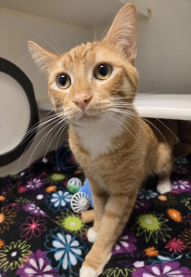 Blondie And Talouse thumbnail 5