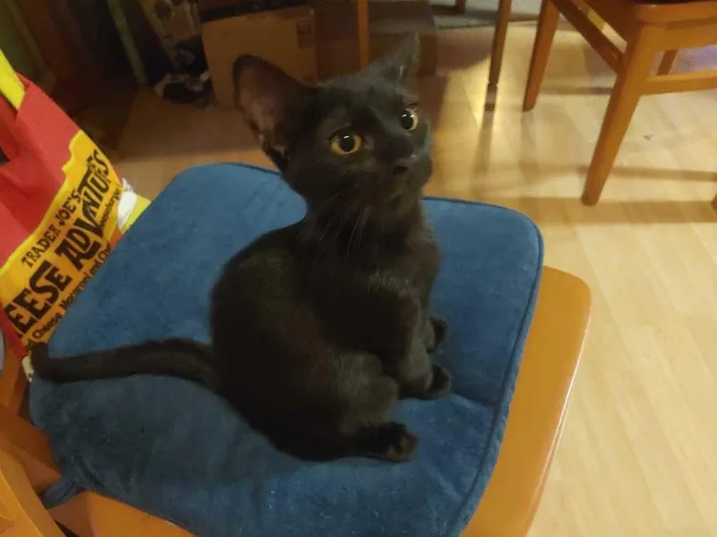 A baby small-sized female Black Domestic Short Hair cat named Onyx Wenger for adoption in Chandler, AZ