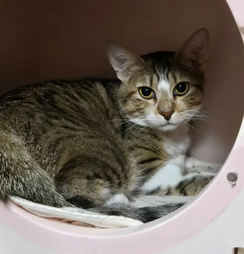 A young medium-sized female Domestic Short Hair cat named Toffee for adoption in Minneapolis, MN