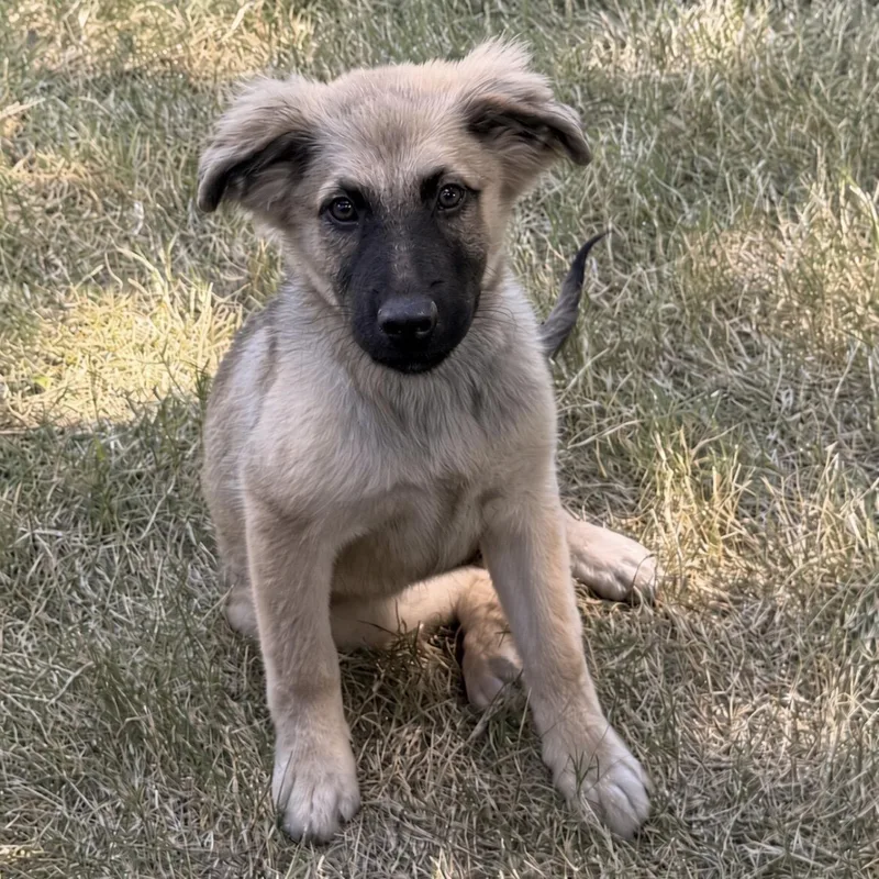 A young medium-sized female Sable Shepherd dog named Denise for adoption in Pilot Point, TX