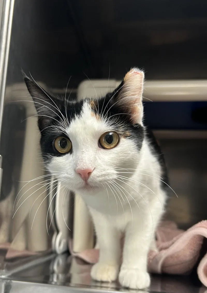 A baby medium-sized female Domestic Short Hair cat named Skipper for adoption in Lancaster, PA