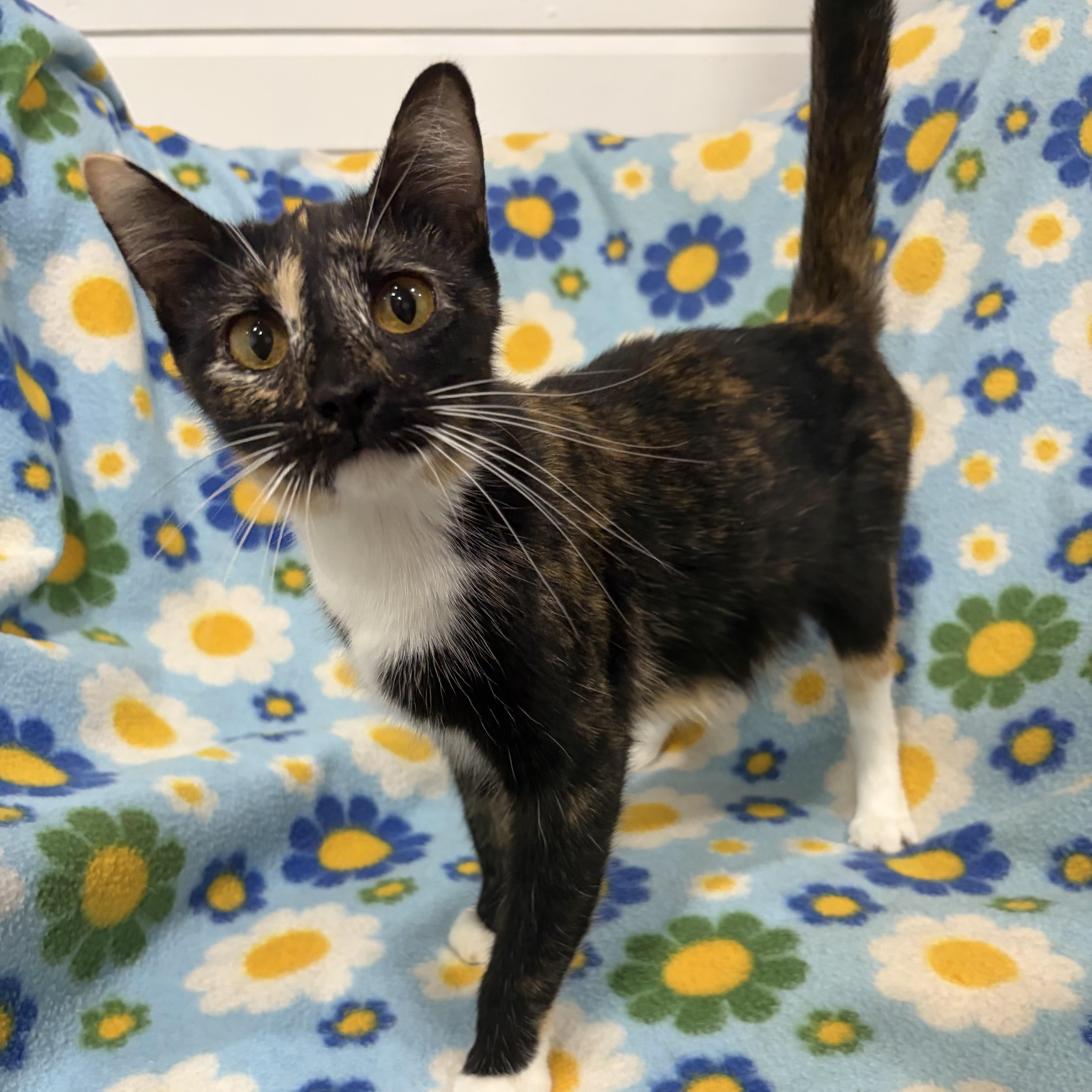A young small-sized female Calico cat named Queen Smooch for adoption in Bentonville, AR
