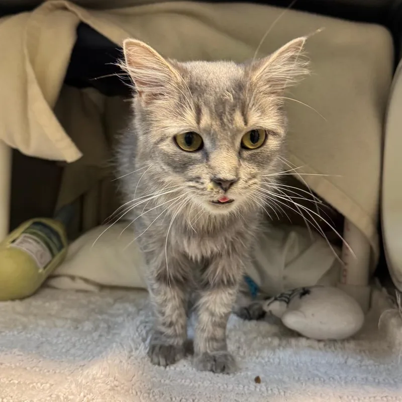 An adult medium-sized female Gray / Blue / Silver Domestic Medium Hair cat named Saskia for adoption in Charlottesville, VA
