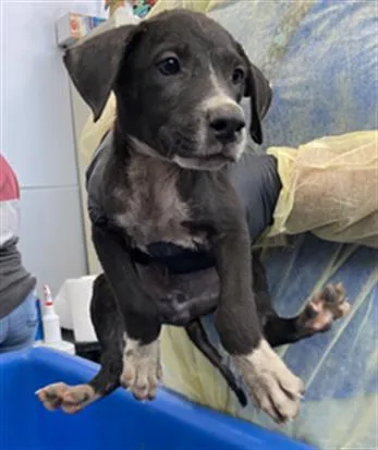 A baby large-sized male Mixed Breed dog named Mickey for adoption in Dallas, TX