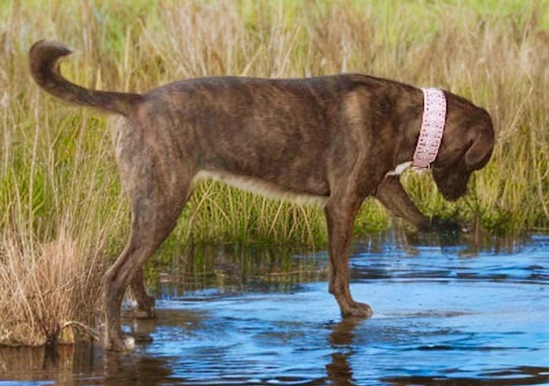 An adult small-sized female Brindle Labrador Retriever dog named Magicpintochelsea for adoption in Kingman, AZ