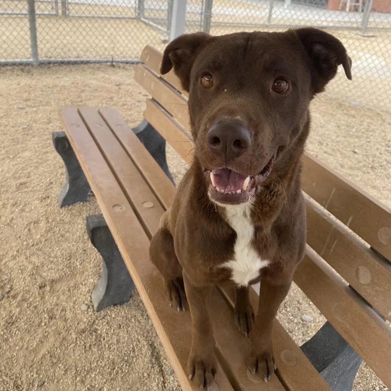An adult medium-sized male Brown / Chocolate Mixed Breed dog named Oso for adoption in Las Cruces, NM
