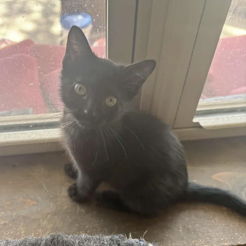 A baby small-sized female Black Domestic Short Hair cat named Xena for adoption in Bentonville, AR
