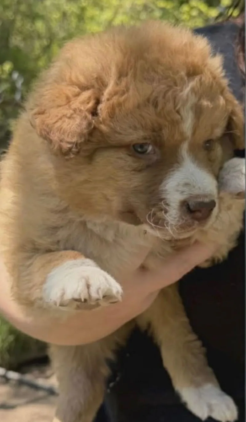A baby medium-sized female Apricot / Beige Border Collie dog named Lassie for adoption in Hamilton , NJ