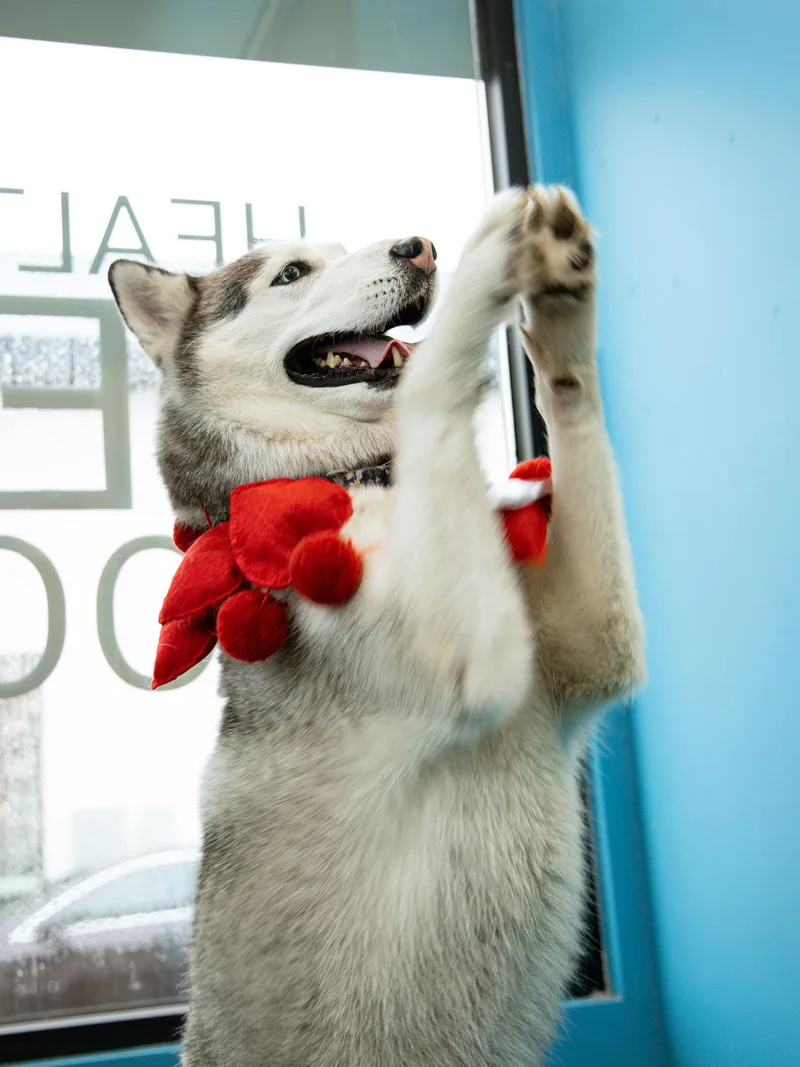 Dumpling thumbnail 2