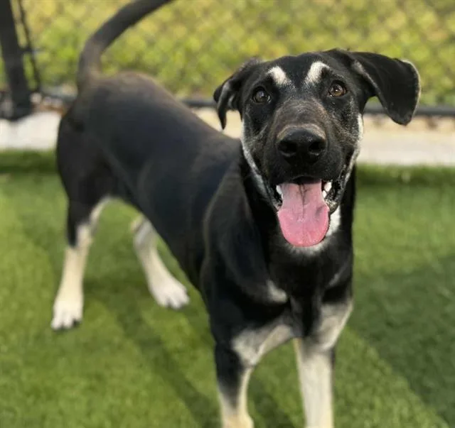 A young large-sized male Mixed Breed dog named Ernie for adoption in Dallas, TX