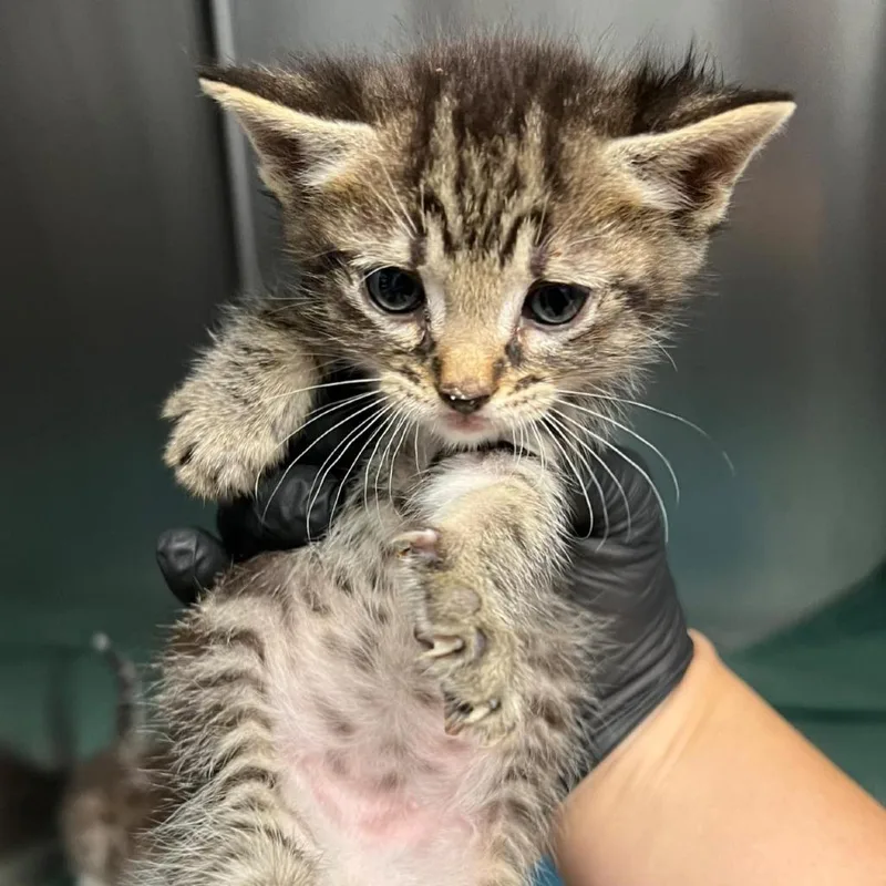 A baby small-sized male Brown / Chocolate Domestic Short Hair cat named Mochi for adoption in Redwood City, CA