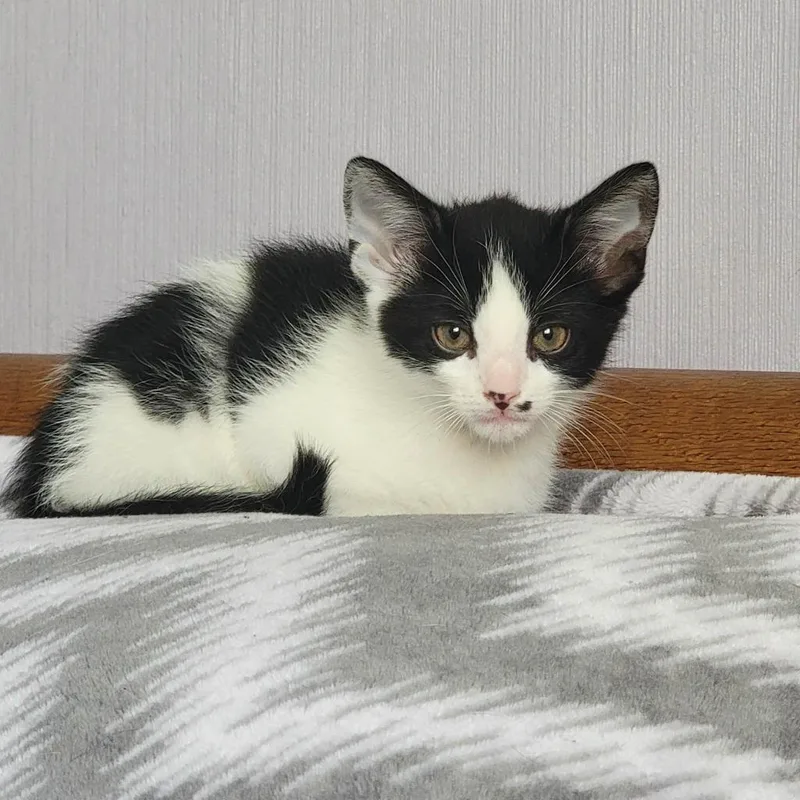 A baby small-sized male American Shorthair cat named Julian for adoption in Hagaman, NY