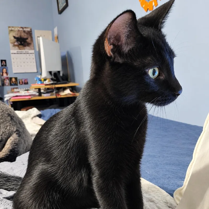 A baby medium-sized male Black Domestic Short Hair cat named Cat Noir for adoption in Gibsonia, PA