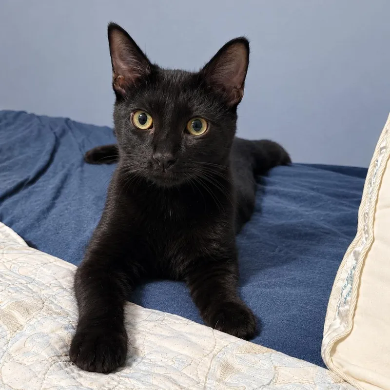 Cat Noir thumbnail 2