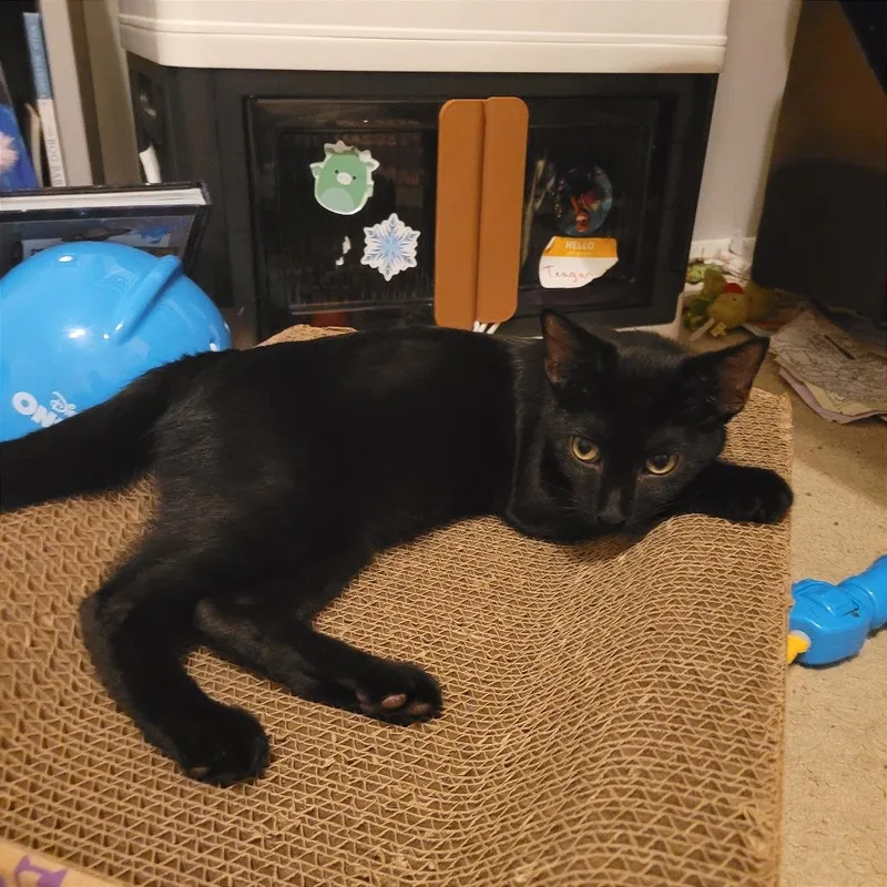 Cat Noir thumbnail 3