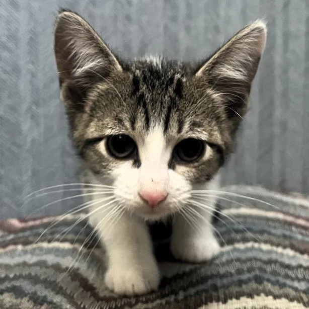 A baby small-sized female Gray / Blue / Silver Domestic Short Hair cat named Lynx for adoption in Shawnee, KS