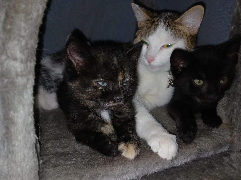 A baby medium-sized male Domestic Short Hair cat named Purcy for adoption in Diamond Springs, CA