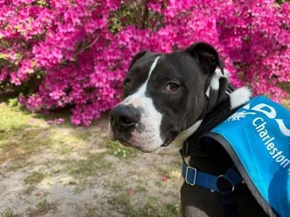 An adult large-sized male American Staffordshire Terrier dog named A Rico  Vip for adoption in North Charleston, SC