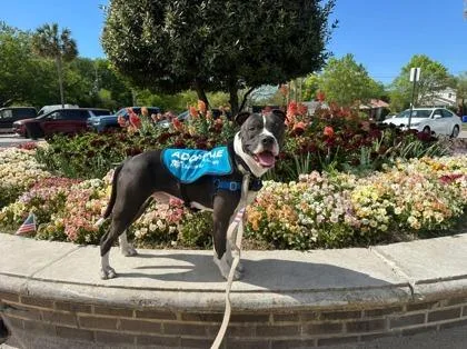 A Rico  Vip thumbnail 2