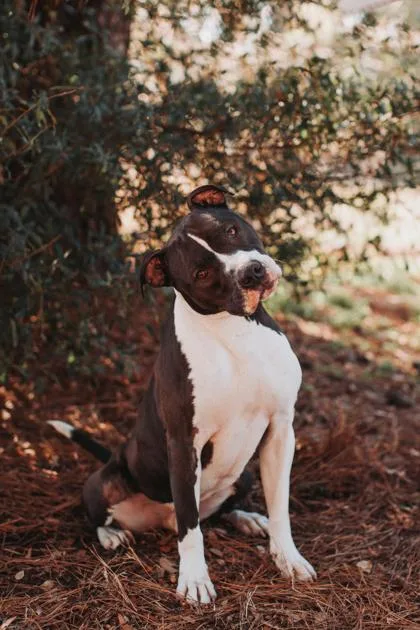 A Rico  Vip thumbnail 3