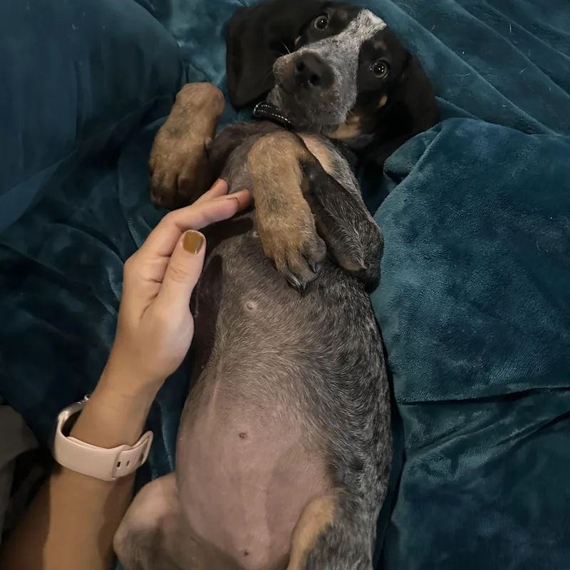 A baby medium-sized female Tricolor (Brown, Black, & White) Bluetick Coonhound dog named Sparkles for adoption in Tampa, FL