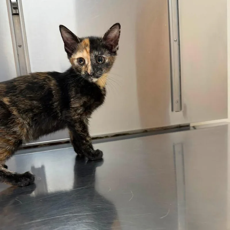 A baby small-sized female Black Domestic Short Hair cat named Gemini for adoption in Long Island City, NY