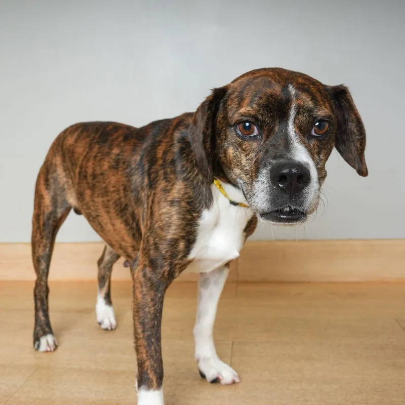 A senior medium-sized male Boxer dog named Gustav D for adoption in Minnetonka, MN