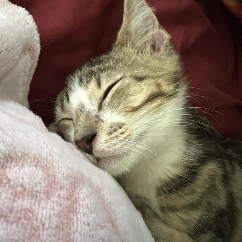 A baby small-sized male Brown / Chocolate Domestic Short Hair cat named Baby Guinness for adoption in Fort Lauderdale, FL