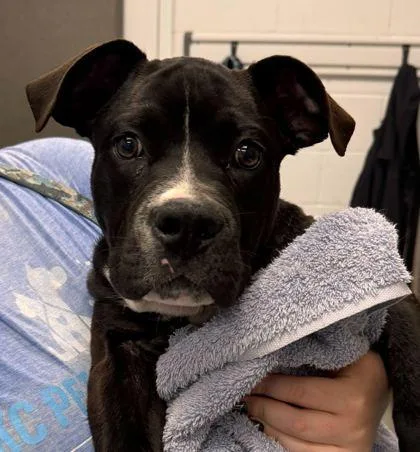 A baby medium-sized male Black Pit Bull Terrier dog named Deucalion for adoption in Kansas City, MO