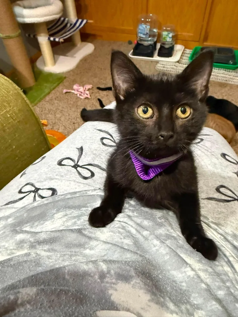 A baby medium-sized male Black Domestic Short Hair cat named Porter for adoption in Sioux City, IA