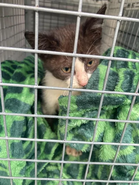 A baby large-sized female Domestic Short Hair cat named Shayla for adoption in Dallas, TX