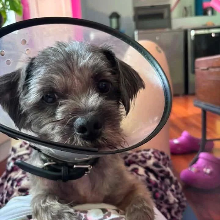 An adult small-sized male Yellow / Tan / Blond / Fawn Cairn Terrier dog named Saint for adoption in New Orleans, LA