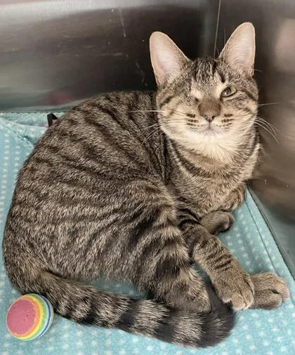 A baby medium-sized male Tabby (Brown / Chocolate) Domestic Short Hair cat named Marcus for adoption in Tinley Park, IL