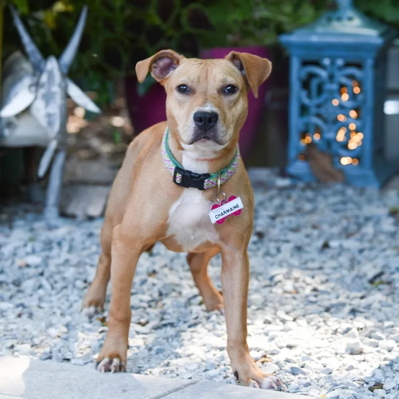 An adult medium-sized female Yellow / Tan / Blond / Fawn Labrador Retriever dog named Charmaine for adoption in Wake Forest, NC