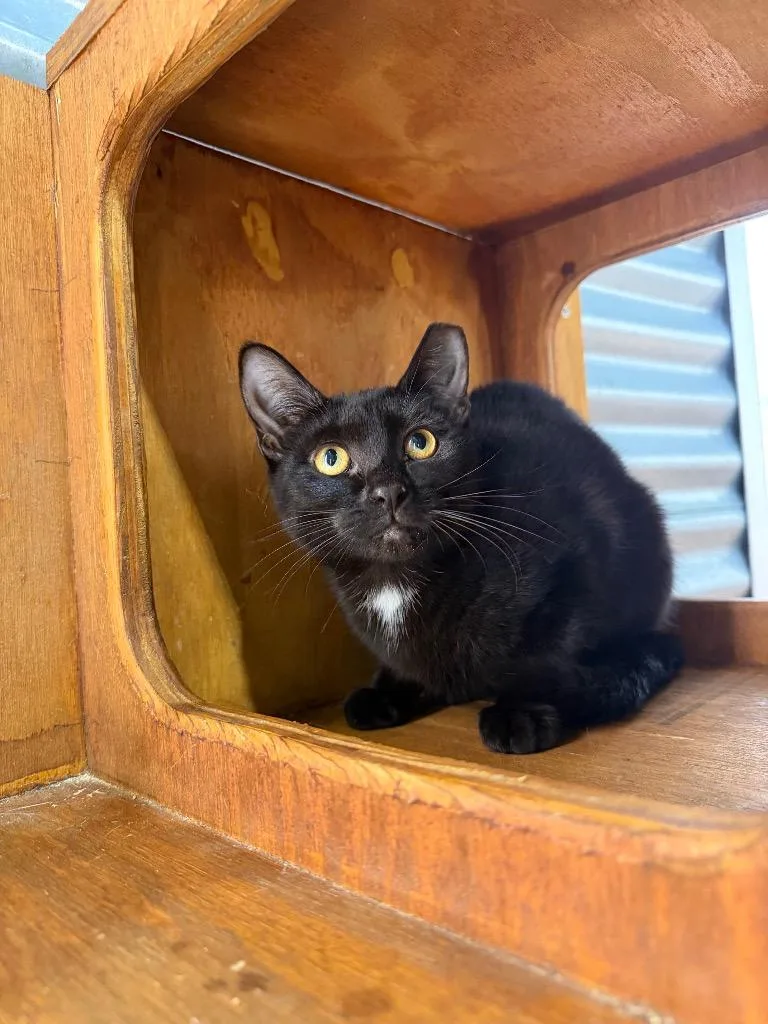A baby medium-sized female Domestic Short Hair cat named Wicka Silo for adoption in Pierceton, IN