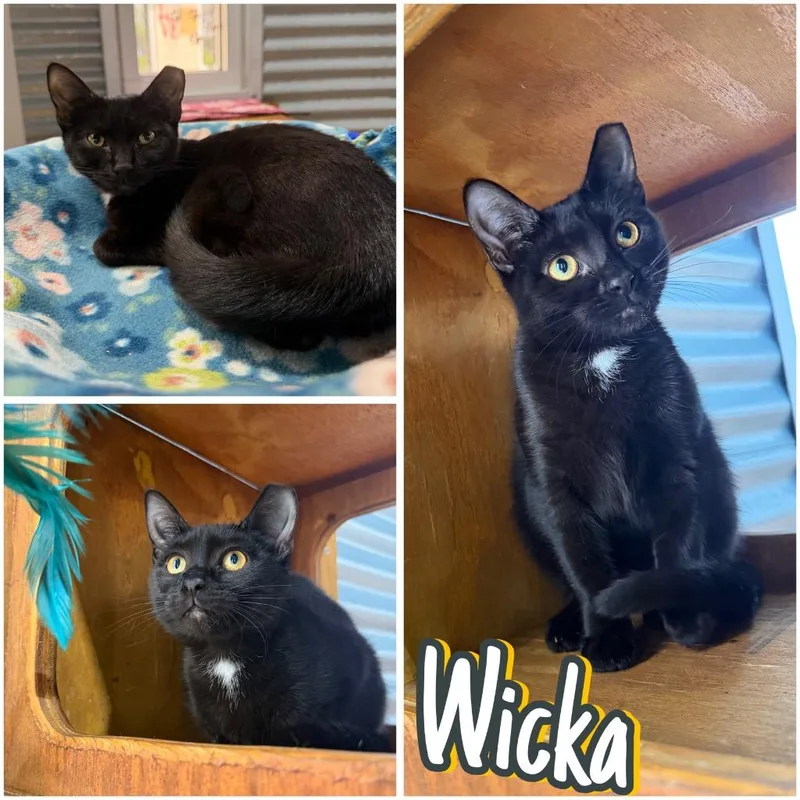 Wicka Silo thumbnail 3