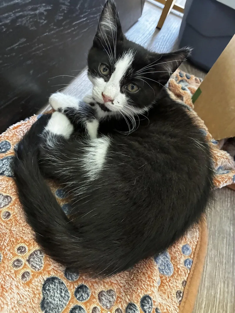A baby medium-sized male Black & White / Tuxedo Domestic Short Hair cat named Sprout  Willow Grove for adoption in Greenville, DE