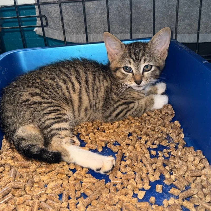 A baby small-sized male Gray / Blue / Silver Domestic Short Hair cat named Gulliver for adoption in New York, NY