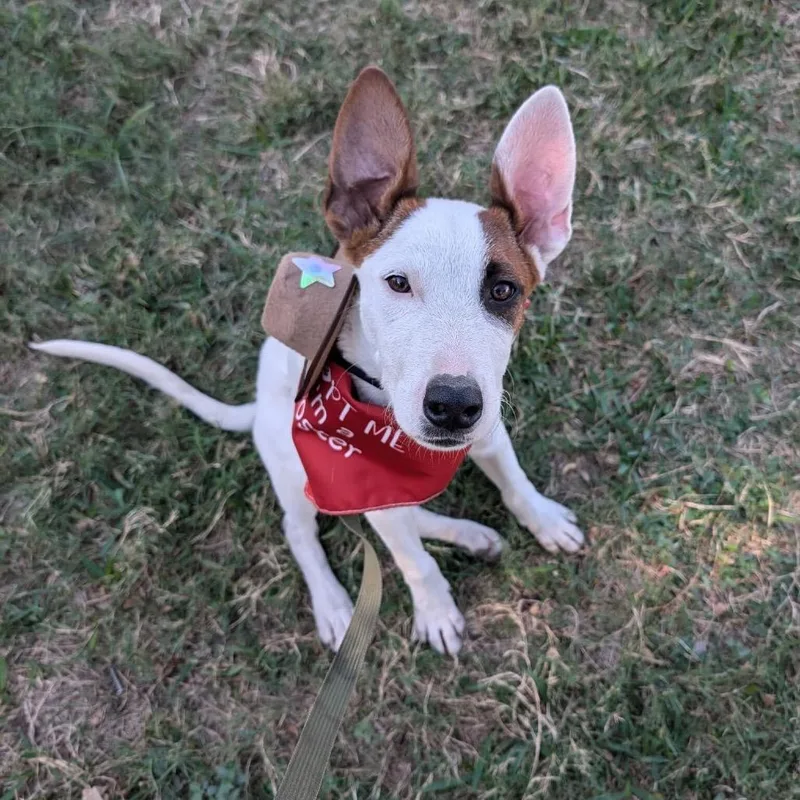 An adult medium-sized male White / Cream Terrier dog named Pita for adoption in Waco, TX