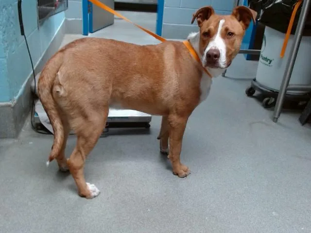 A young medium-sized male Pit Bull Terrier dog named Bisquit for adoption in Albuquerque, NM