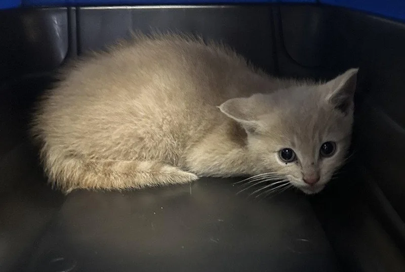 A baby medium-sized male Orange / Red Domestic Short Hair cat named Butterscotch for adoption in St. Helens, OR