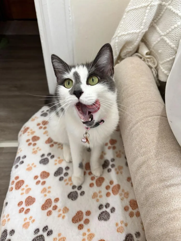 An adult small-sized female Gray & White Domestic Short Hair cat named Zara for adoption in New York, NY