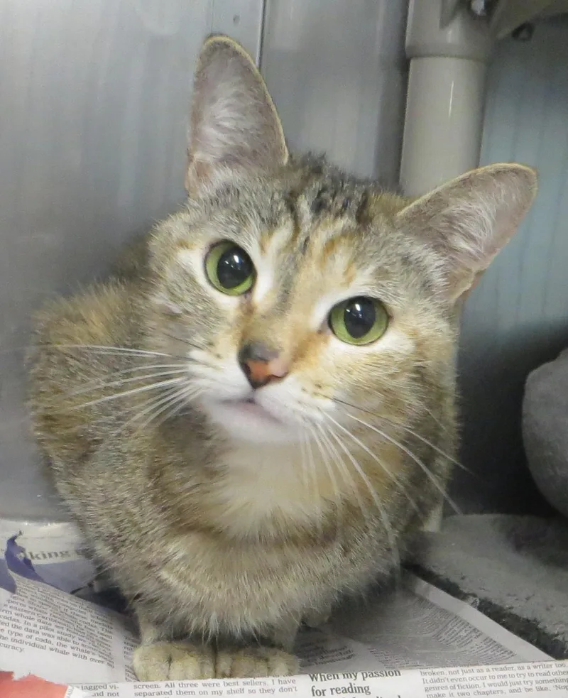 An adult medium-sized female Torbie cat named Honey for adoption in Taunton, MA